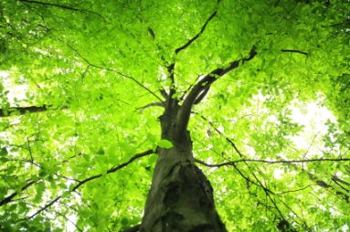 The Portal Of The Tree And The Natural Energy Connection